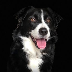 Meet your Posher, Ava